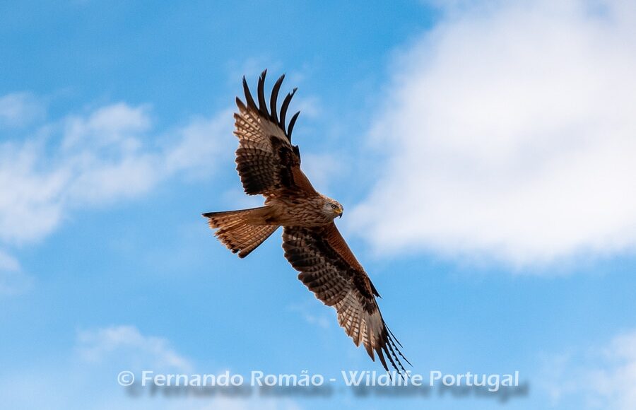 Red Kite (Milvus milvus)