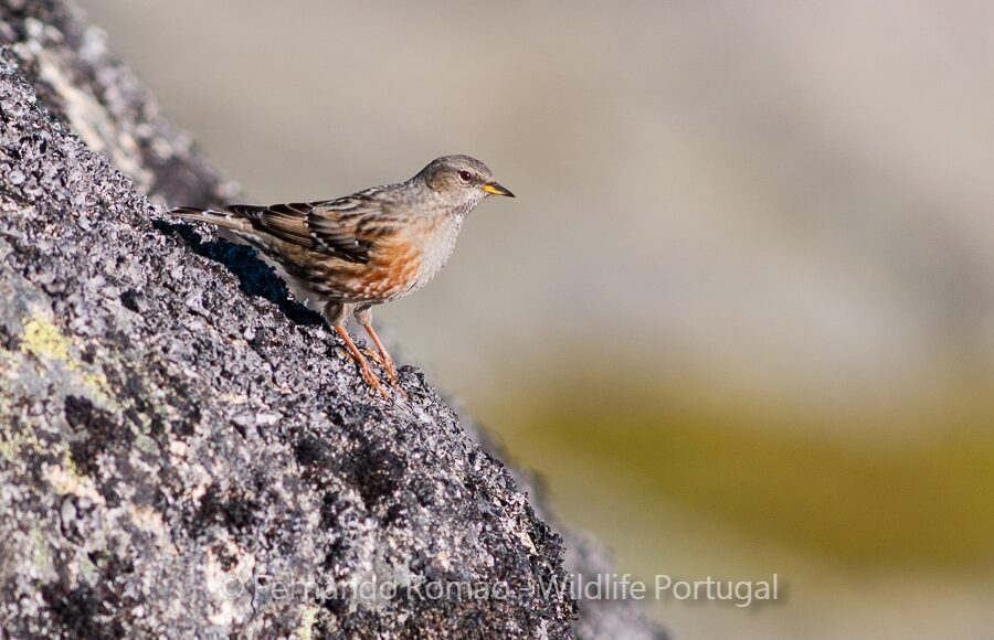 Ferreirinha-de-colar (Prunella collaris)