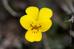 Viola langeana