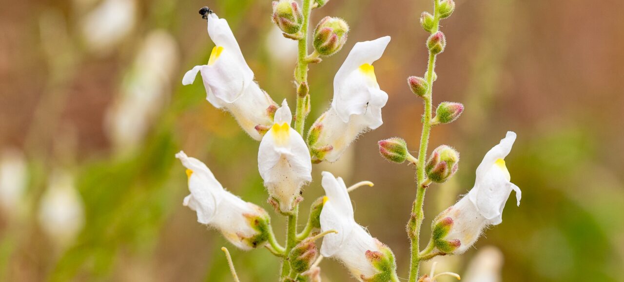 Antirrhinum graniticum