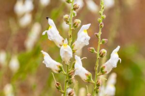 Antirrhinum graniticum