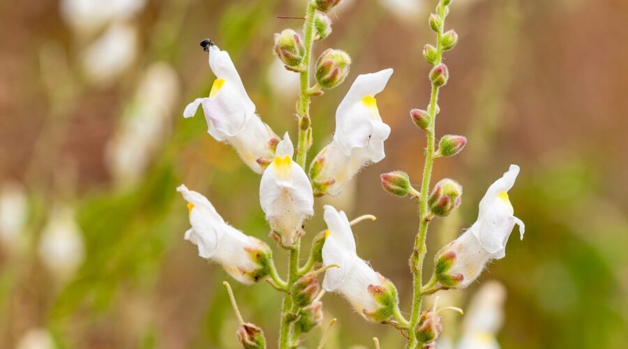 Antirrhinum graniticum