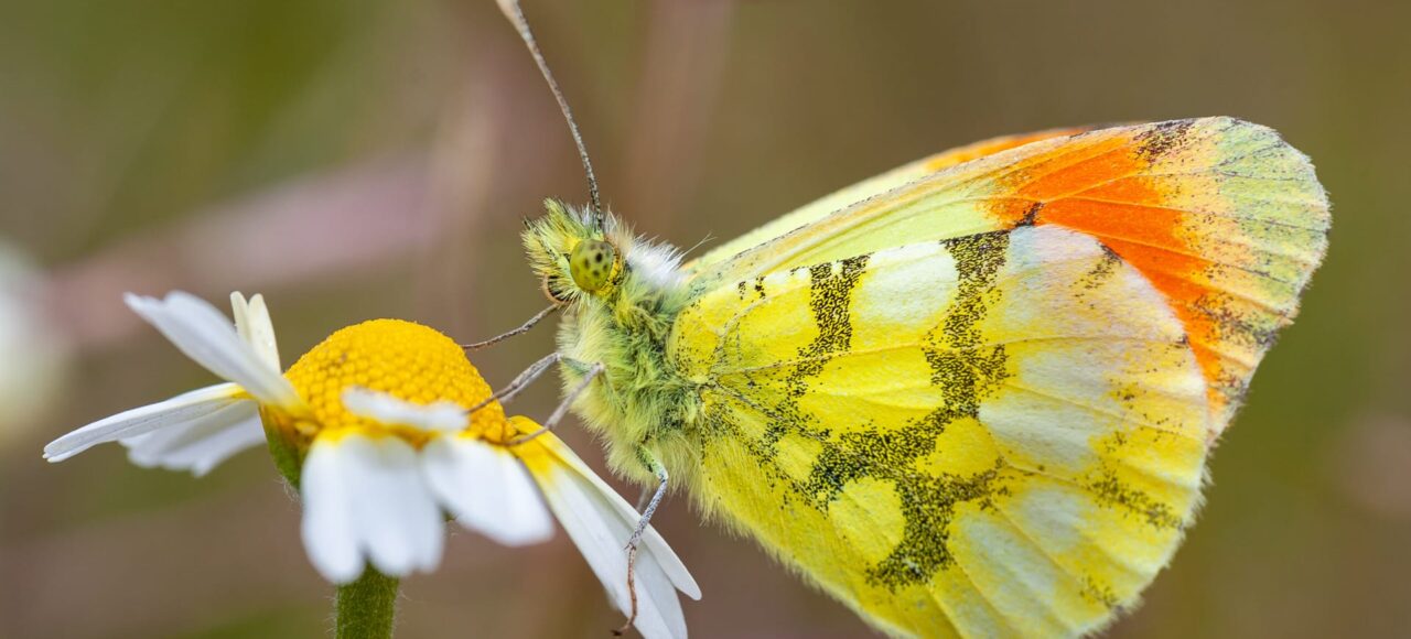 Provençal Orange-tip