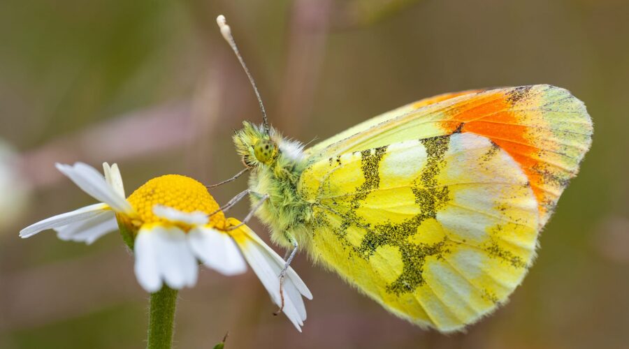 Provençal Orange-tip