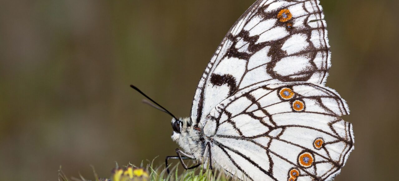 Spanish Marbled White