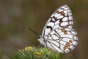 Spanish Marbled White