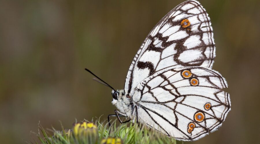 Spanish Marbled White