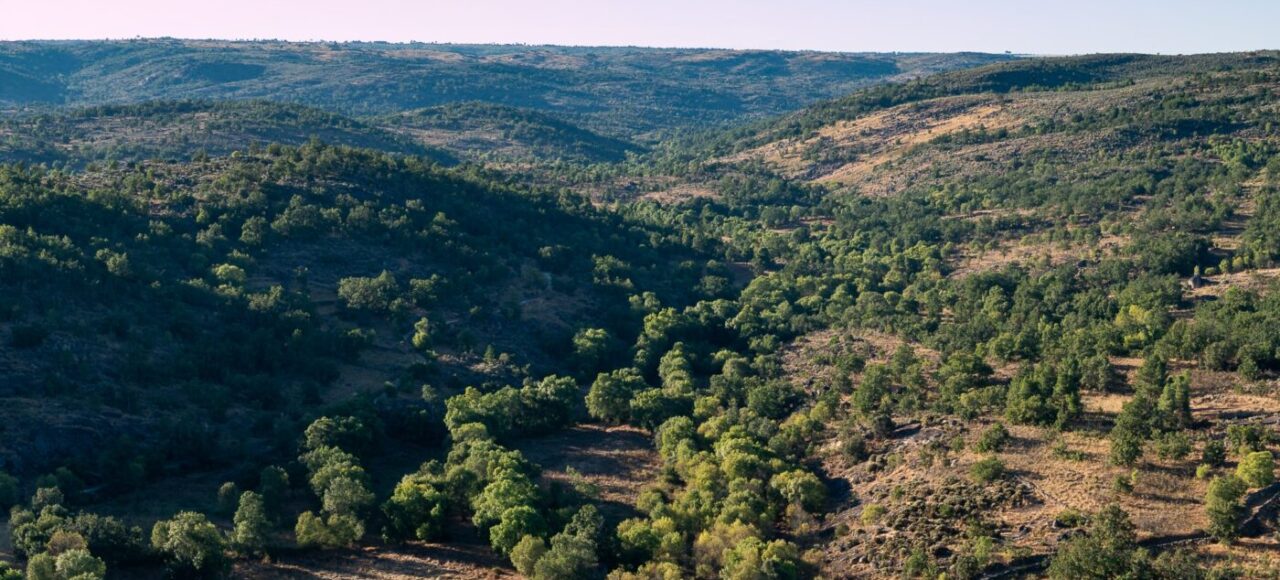 Vale Carapito rewilding area