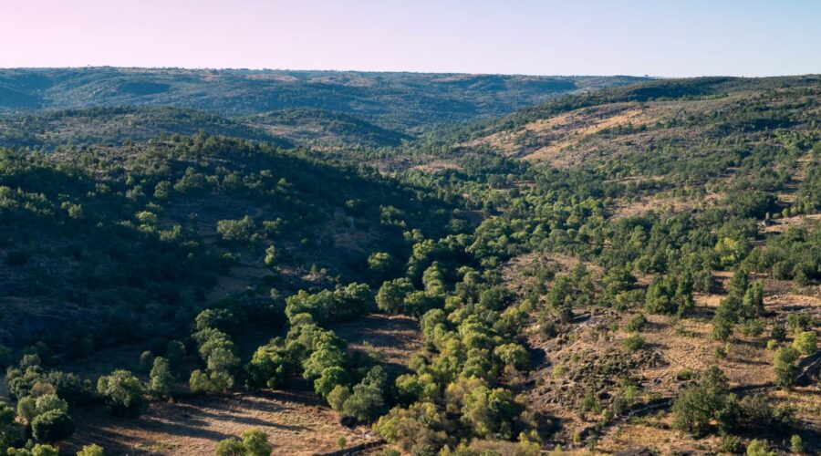 Vale Carapito rewilding area
