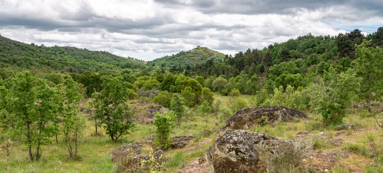 Vale Carapito rewildin area