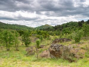 Vale Carapito rewildin area