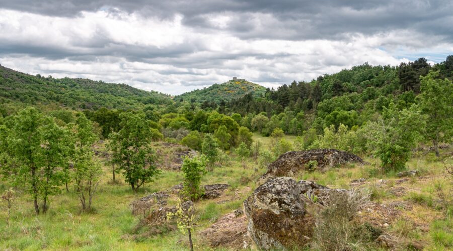 Vale Carapito rewildin area