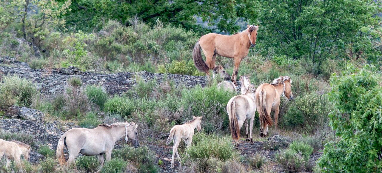 Sorraia horses
