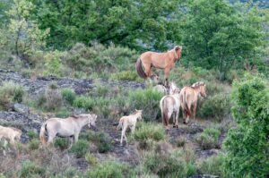 Sorraia horses