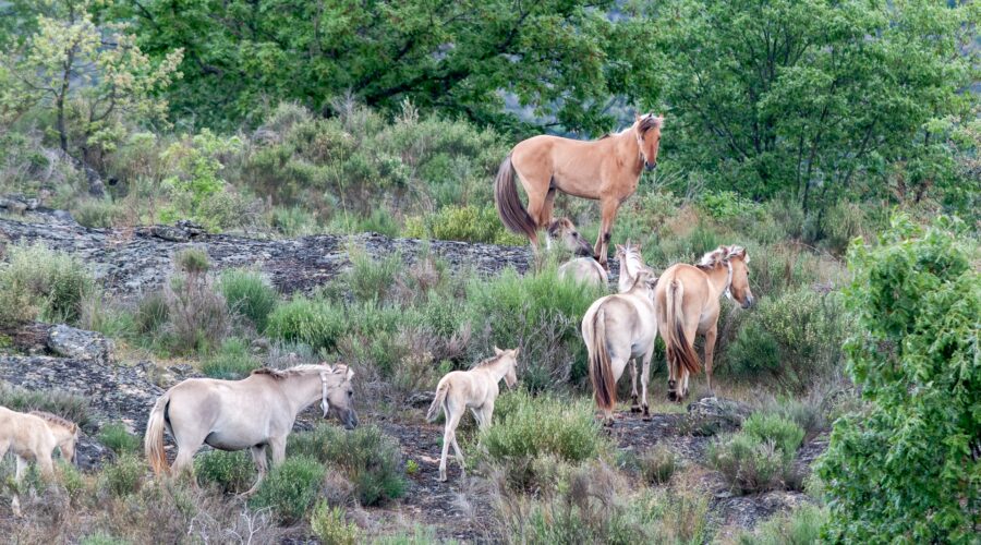 Sorraia horses
