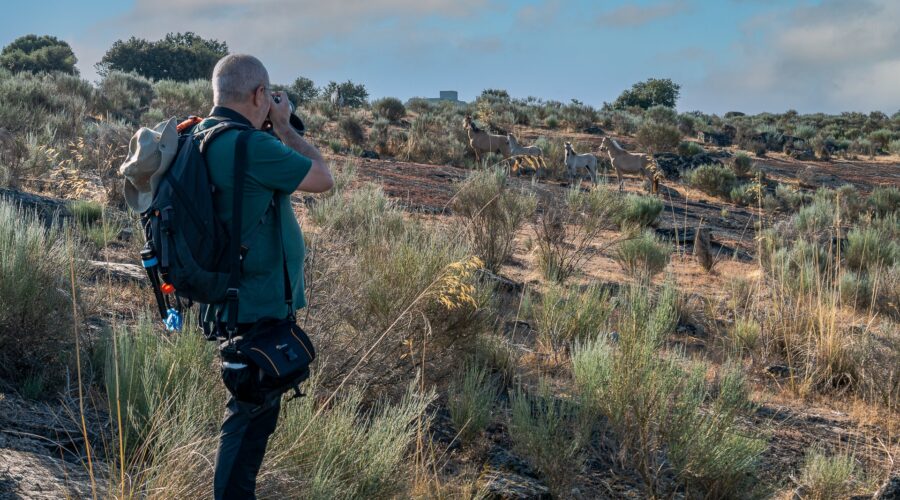 Photo tour in Vale Carapito rewilding area