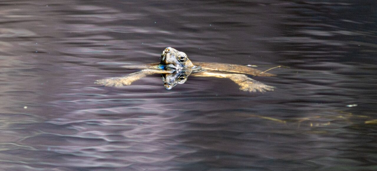 Mediterranean pond turtle