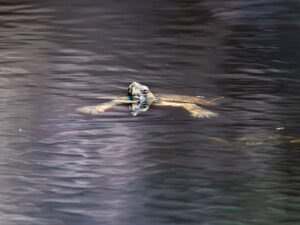 Mediterranean pond turtle