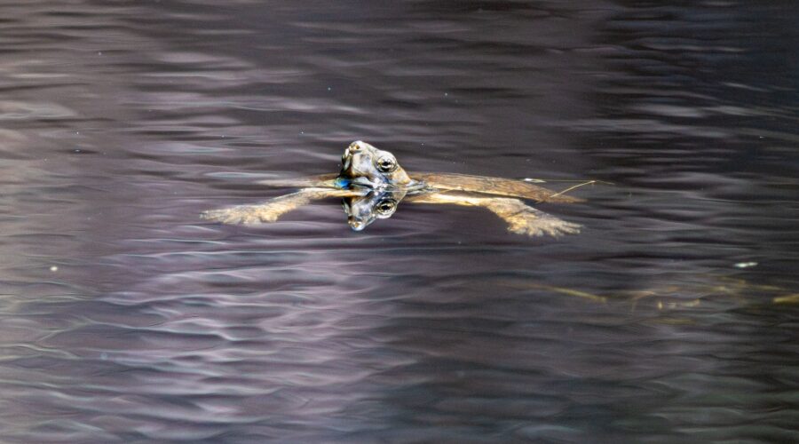 Mediterranean pond turtle