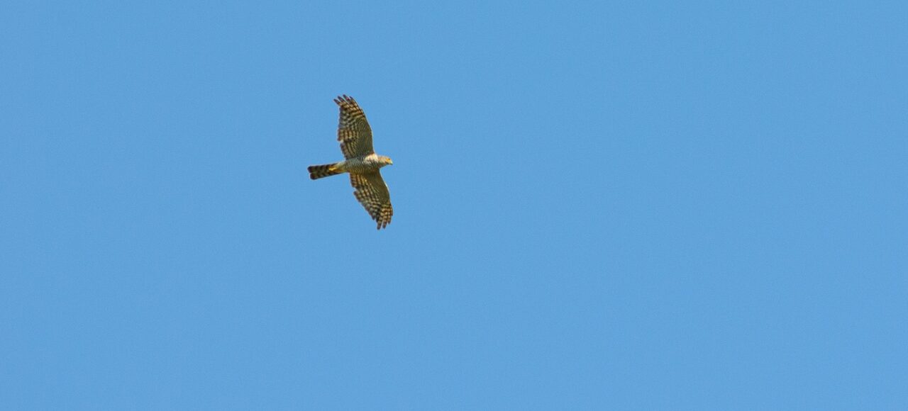 Gavião-europeu (Accipiter nisus)