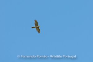 Gavião-europeu (Accipiter nisus)