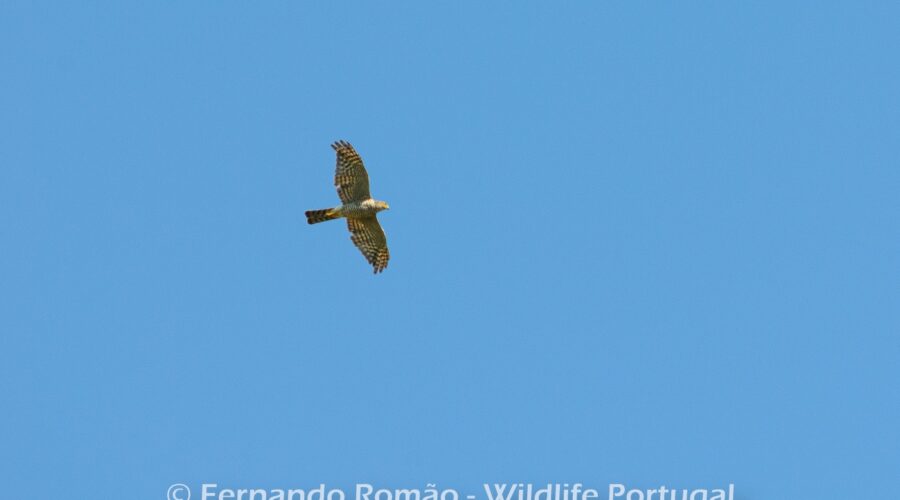 Gavião-europeu (Accipiter nisus)