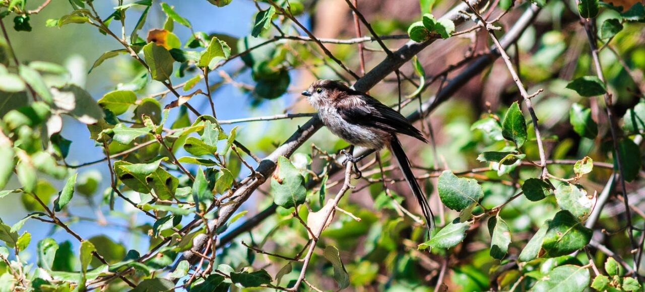 Chapim-rabilongo (Aegithalos caudatus)