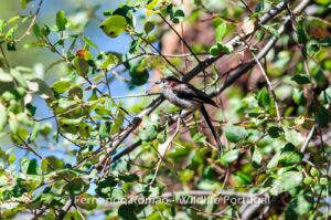 Chapim-rabilongo (Aegithalos caudatus)