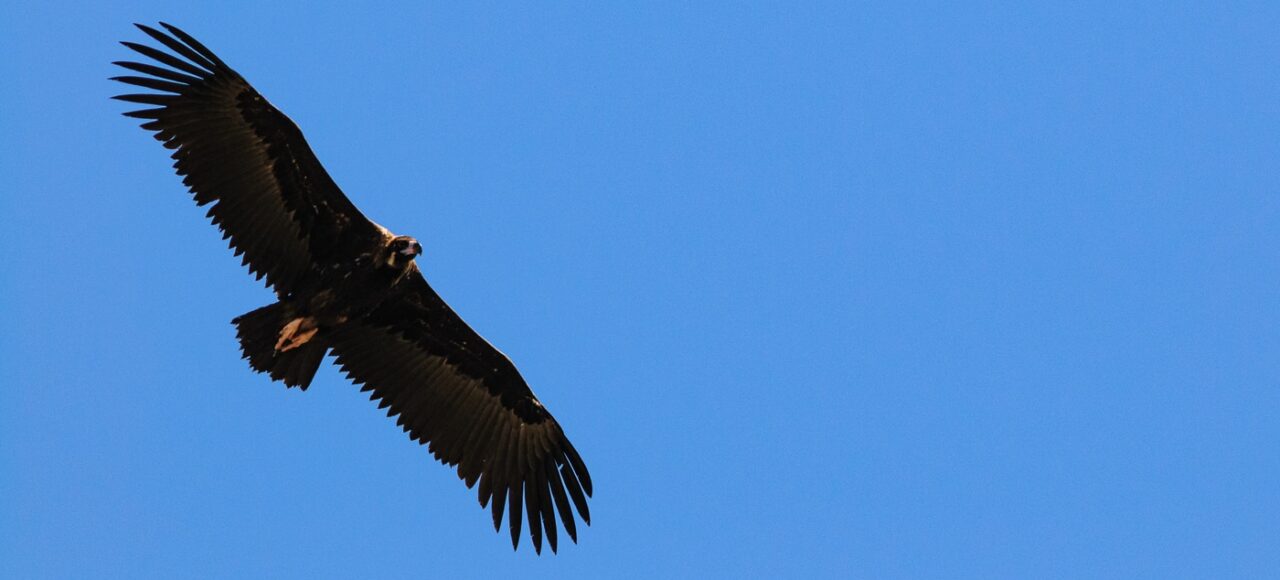 Cinereous Vulture (Aegypius monachus)