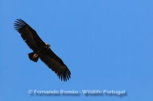 Cinereous Vulture (Aegypius monachus)