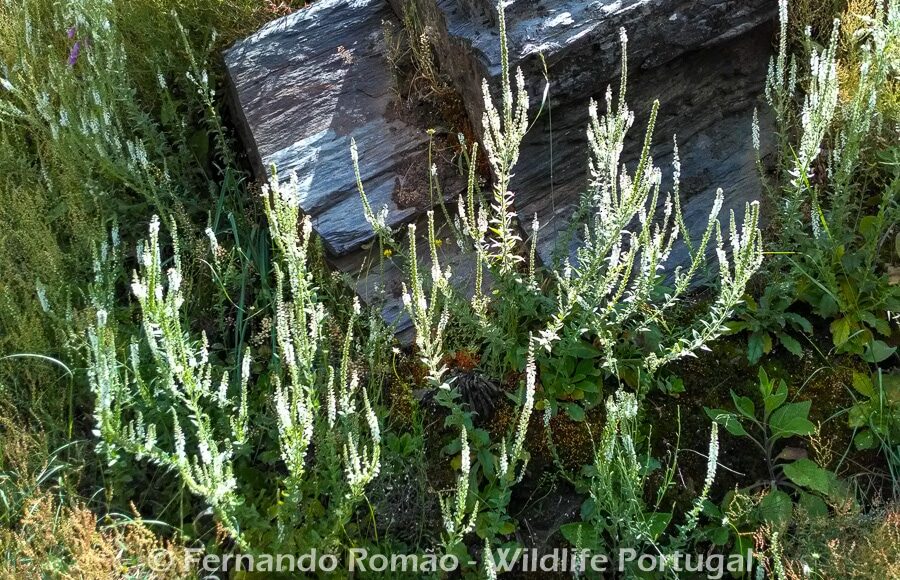 Anarrhinum duriminiumDouro Internacional