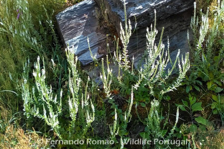 Anarrhinum duriminiumDouro Internacional