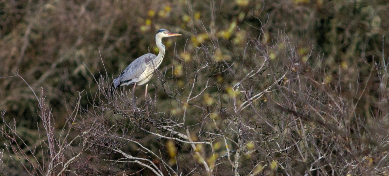 Grey Heron (Ardea cinerea)