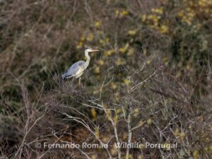 Grey Heron (Ardea cinerea)