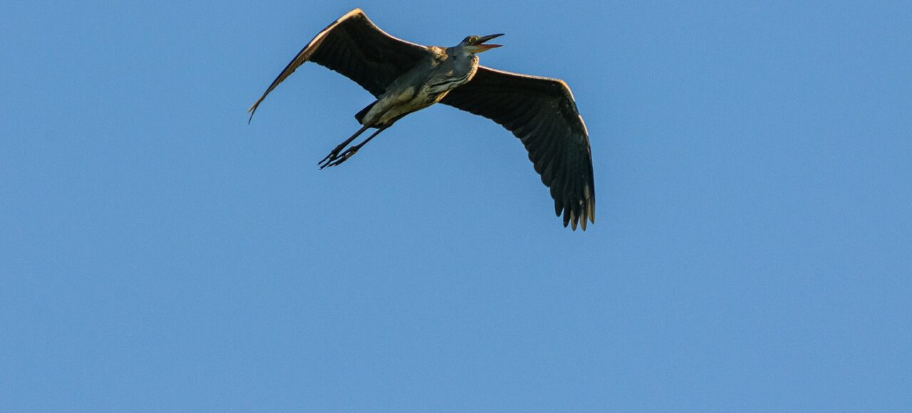 Grey Heron (Ardea cinerea)