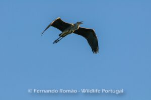 Grey Heron (Ardea cinerea)