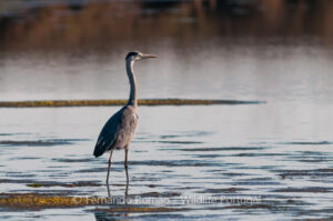 Grey Heron (Ardea cinerea)