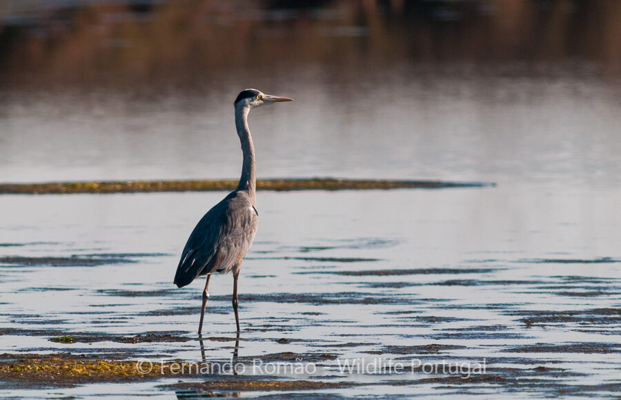 Grey Heron (Ardea cinerea)