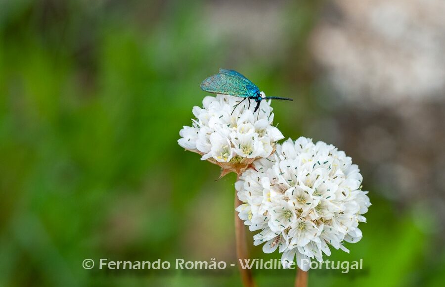 Thrift (Armeria transmontana)
