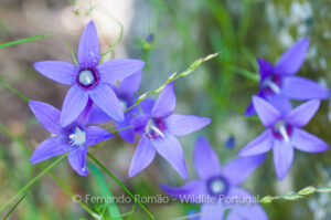 Campanula lusitanica lusitanica