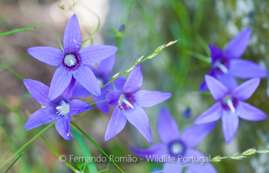Campanula lusitanica lusitanica