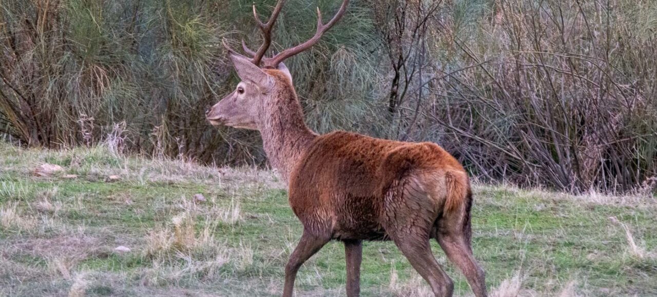 Red Deer (Cervus elaphus)