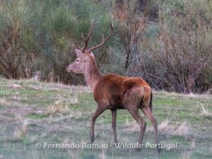 Red Deer (Cervus elaphus)