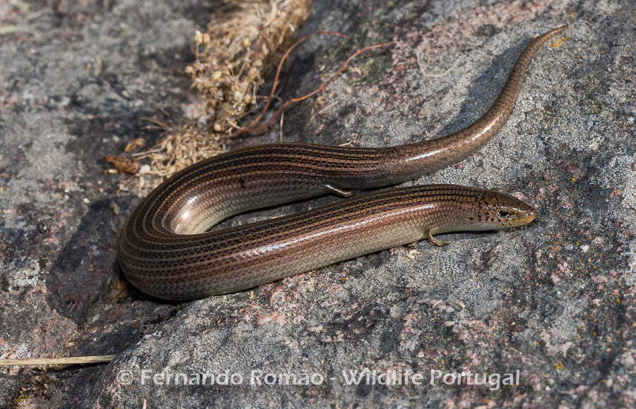 Three-toed Skink (Chalcides striatus)