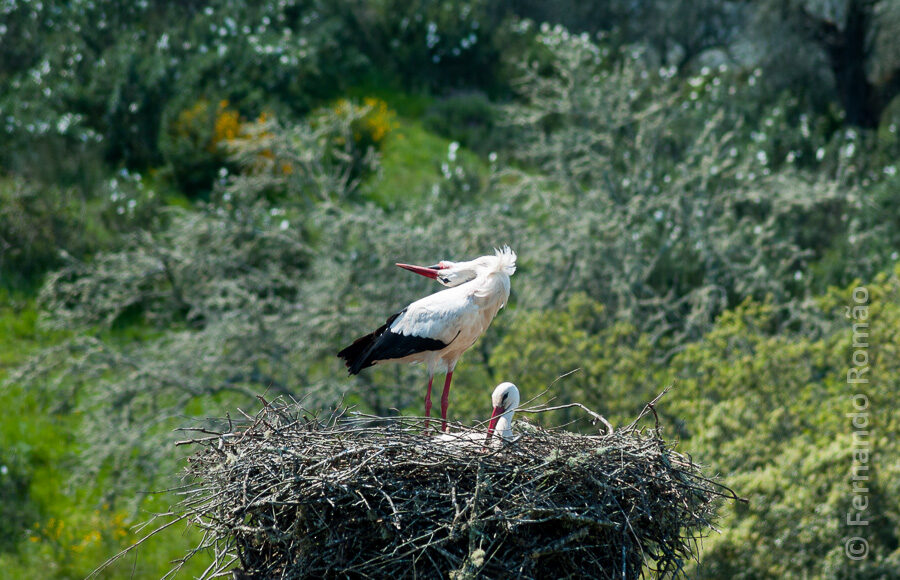 White Stork (Ciconia ciconia)
