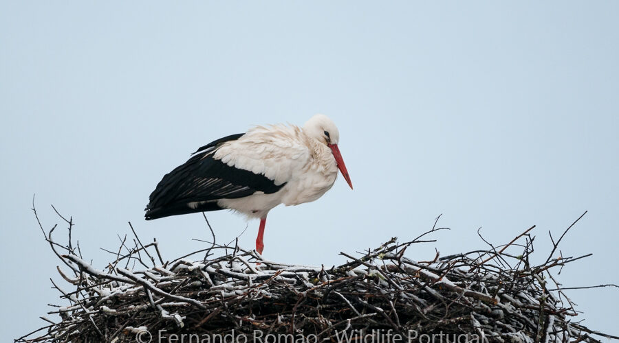 White Stork (Ciconia ciconia)