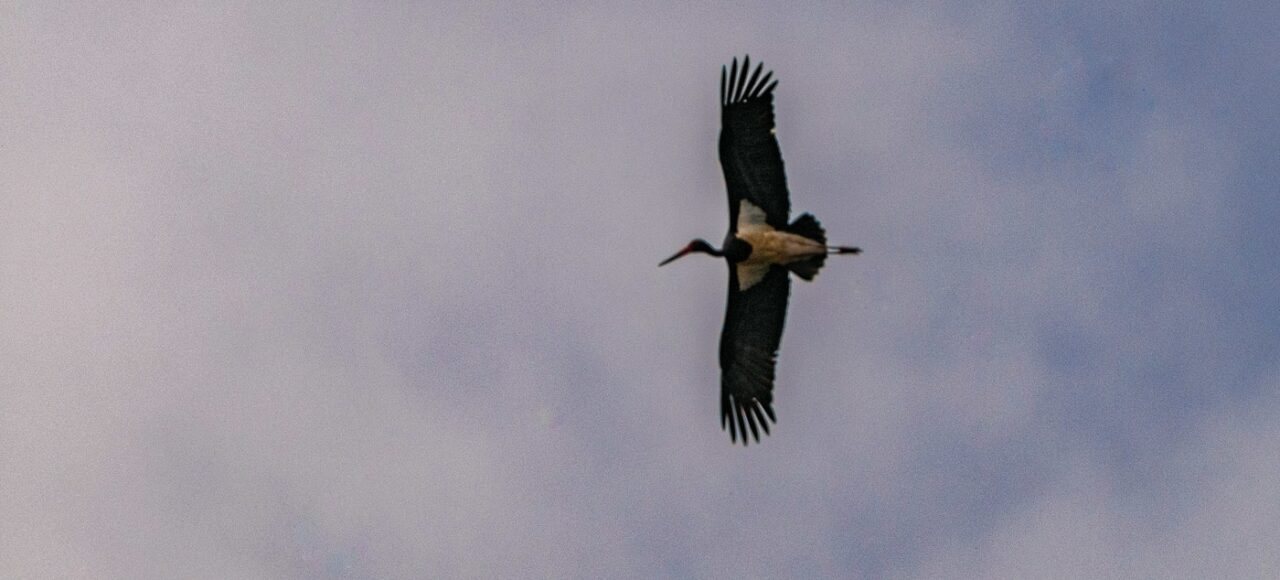 Black Stork (Ciconia nigra)