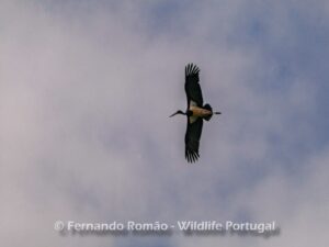 Black Stork (Ciconia nigra)