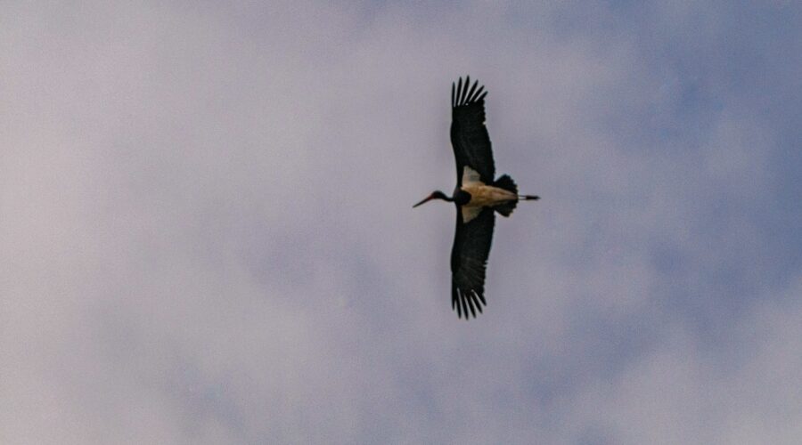 Black Stork (Ciconia nigra)