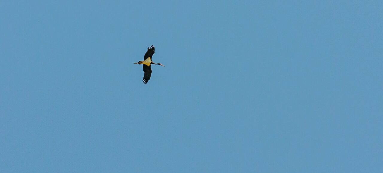 Black Stork